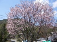 駐車場側の桜