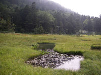 湿原内の池