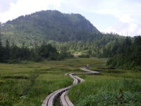 湿原の木道